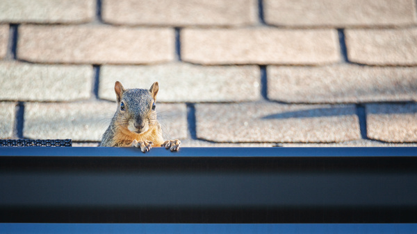 squirrel as other pests that damage gutters